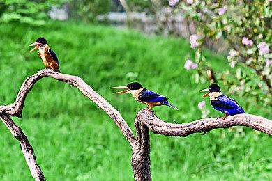 发售不到4月 《星之海》销量突破400万套